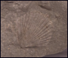 Bivalve - Pecten